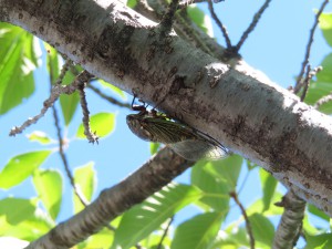 IMG_2516