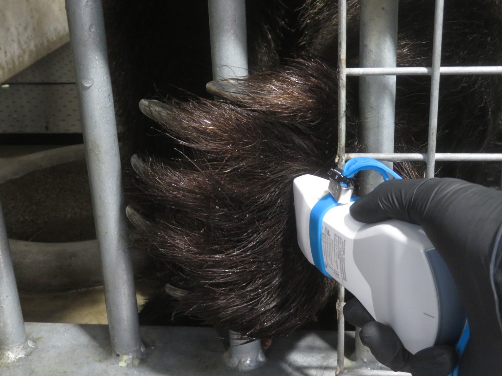 ロクジとスマホサイズエコー