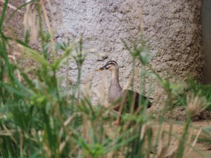 IMG_2839
