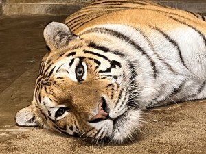 IMG_8919
