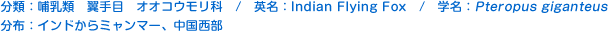 分類：哺乳類 翼手目 オオコウモリ科 
英名：Indian Flying Fox 
学名：Pteropus giganteus 
分布：インドからミャンマー、中国西部