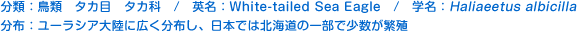 分類：鳥類 タカ目 タカ科 
英名：White-tailed Sea Eagle 
学名：Haliaeetus albicilla 
分布：ユーラシア大陸に広く分布し、日本では北海道の一部で少数が繁殖