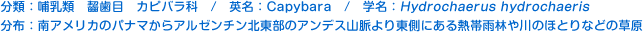 分類：哺乳類 齧歯目 カピバラ科 
英名：Capybara 
学名：Hydrochaerus hydrochaeris 
分布：南アメリカのパナマからアルゼンチン北東部のアンデス山脈より東側にある
熱帯雨林や川のほとりなどの草原