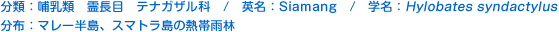 分類：哺乳類 霊長目 テナガザル科 
英名：Siamang 
学名：Hylobates syndactylus 
分布：マレー半島、スマトラ島の熱帯雨林