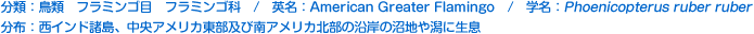 分類：鳥類 フラミンゴ目 フラミンゴ科 
英名：American Greater Flamingo 
学名：Phoenicopterus ruber ruber 
分布：西インド諸島、中央アメリカ東部及び南アメリカ北部の沿岸の沼地や
潟に生息