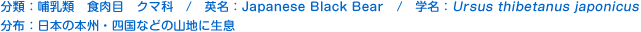 分類：哺乳類 食肉目 クマ科 
英名：Japanese Black Bear 
学名：Ursus thibetanus japonicus 
分布：本の本州・四国などの山地に生息