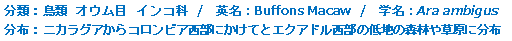 分類：鳥類 オウム目 インコ科 
英名：Buffons Macaw 
学名：Ara ambigus 
分布：ニカラグアからコロンビア西部にかけてとエクアドル西部の低地の森林や
草原に分布