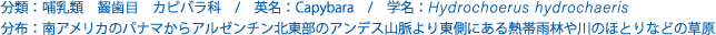 分類：哺乳類 齧歯目 カピバラ科 
英名：Capybara 
学名：Hydrochaerus hydrochaeris 
分布：南アメリカのパナマからアルゼンチン北東部のアンデス山脈より東側にある
熱帯雨林や川のほとりなどの草原