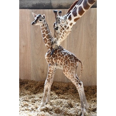 キリンの赤ちゃんが誕生しました｜神戸市立王子動物園【公式】