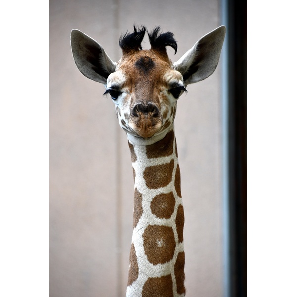 名前決定】キリンの赤ちゃんの「名前投票」の開催｜神戸市立王子動物園