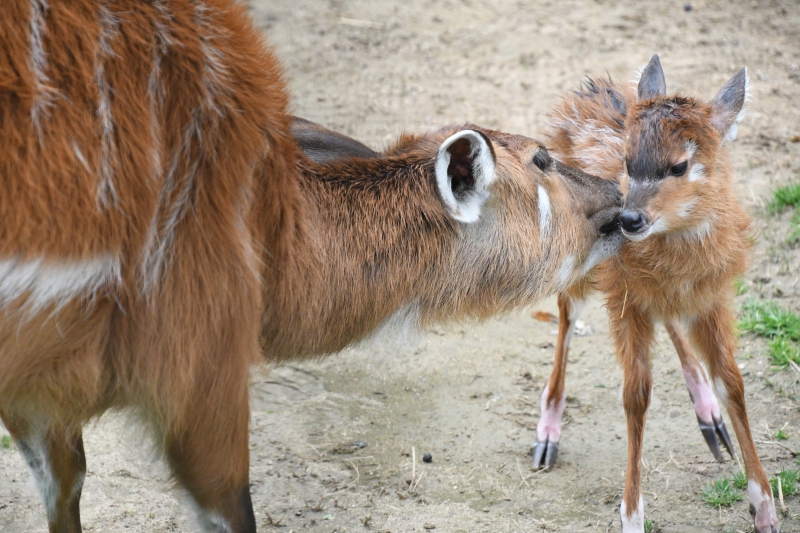 新着情報｜神戸市立王子動物園【公式】