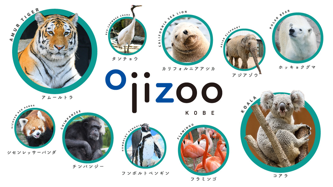 ゆ*ん様 レア♦️未開封♦️2004個展クリアファイル 王子動物園 2代目コウコ 2pocketクリアファイルA4 GR ≪神戸どうぶつ王国 × minaco