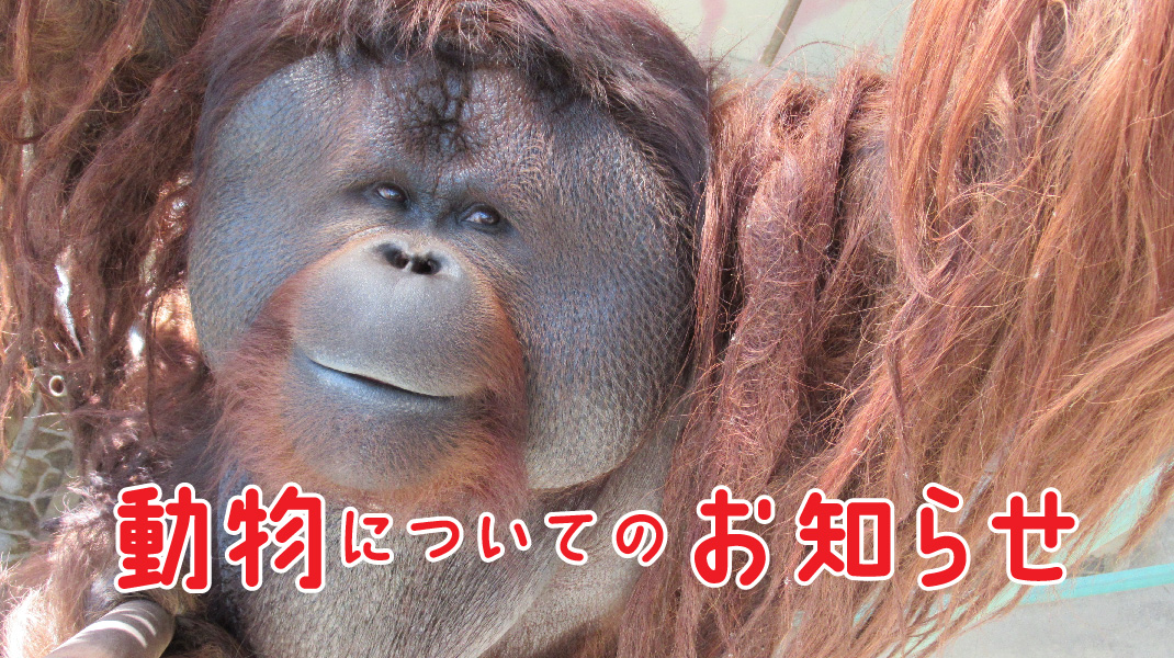 神戸市立王子動物園【公式】
