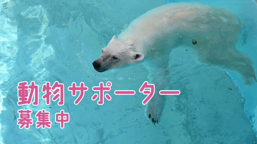 王子動物園 2010•2011ダイアリー 王子動物園 2010•2011ダイアリー sddefault.jpg