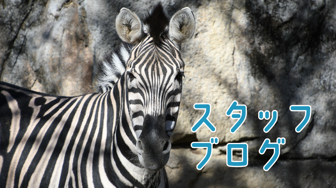 ゆ*ん様 レア♦️未開封♦️2004個展クリアファイル 王子動物園 2代目コウコ 2pocketクリアファイルA4 GR ≪神戸どうぶつ王国 × minaco