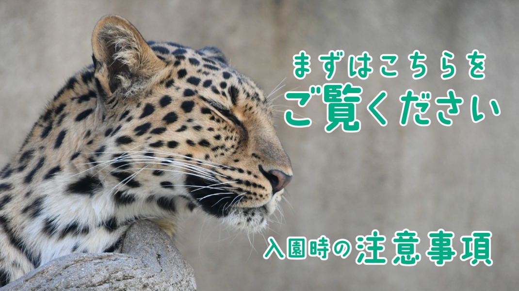 神戸市立王子動物園【公式】