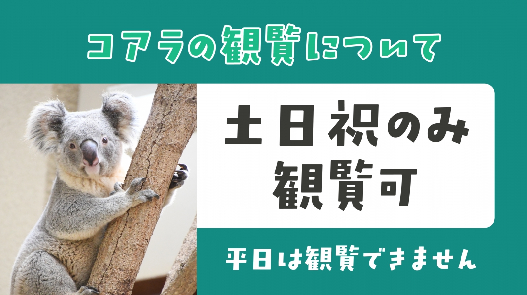 神戸市立王子動物園【公式】